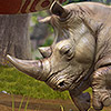 Komplettl�sungen zu Zoo Tycoon